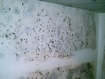 Mold!
