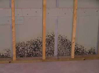 mold
