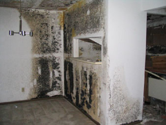 mold!